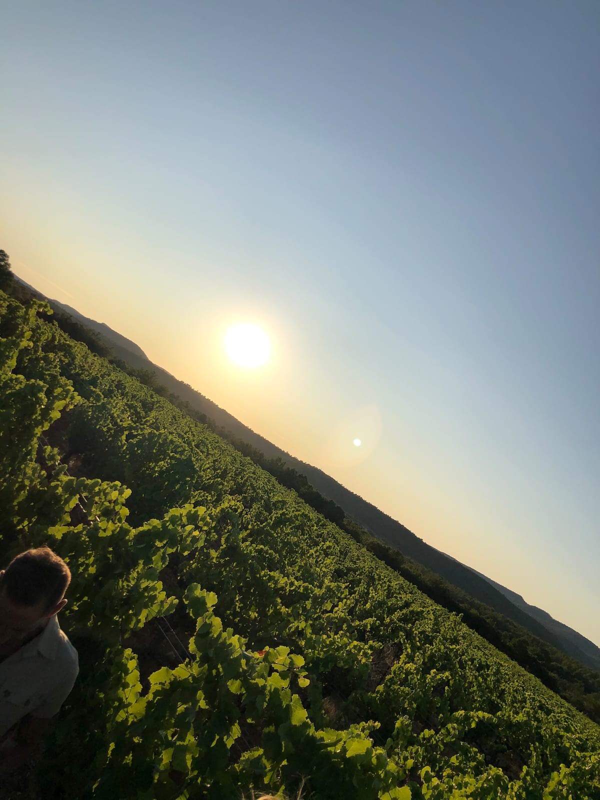Le soleil se couche sur la vigne